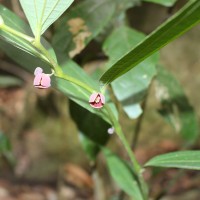 Thottea siliquosa (Lam.) Ding Hou